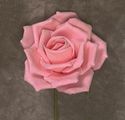 Rose Foam Pink