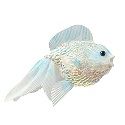 Ornament Sequin Fish