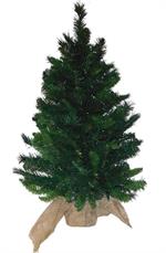 Tree Catalina Spruce 3FT