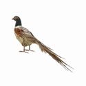 Pheasant Bird With Tail