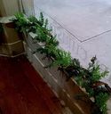 Garland Cedar Vine