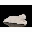 Polar Bear On Belly